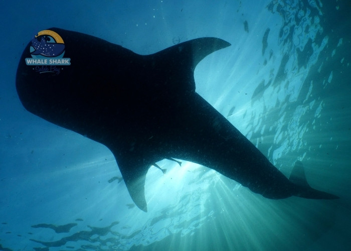 Saleh Bay whale shark experience