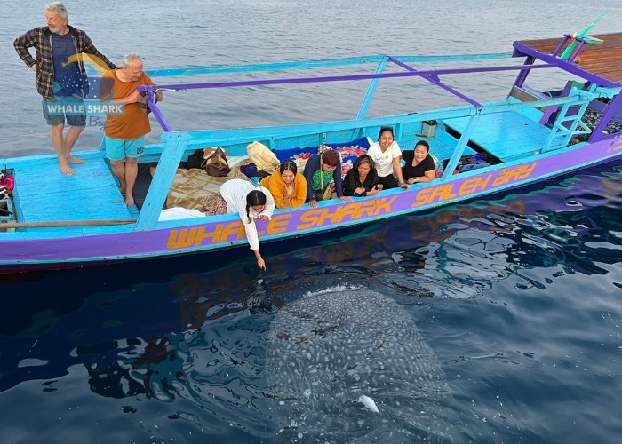 whale shark adventure packages Sumbawa