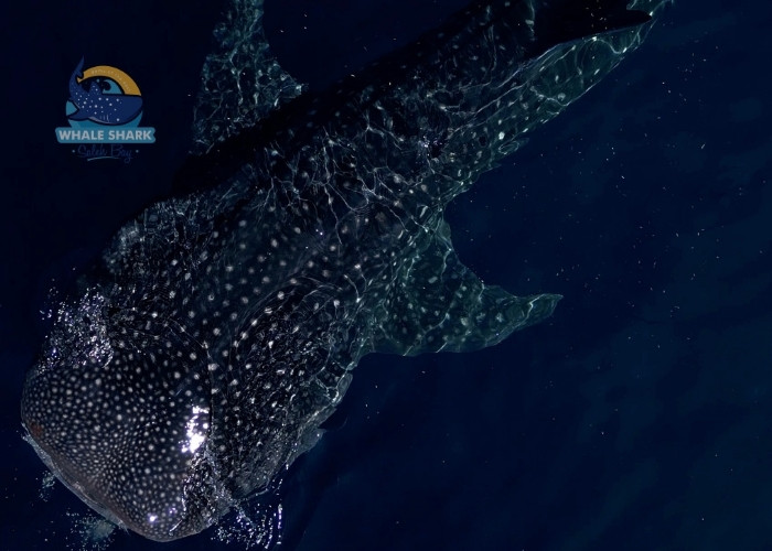 whale shark community tours Sumbawa