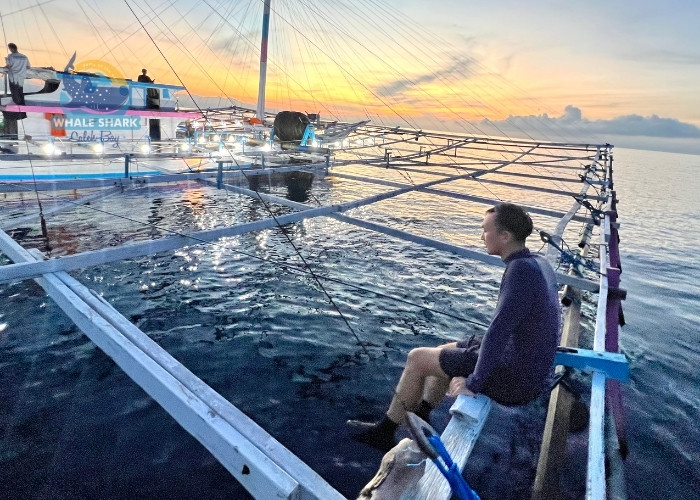 whale shark marine tours Saleh Bay