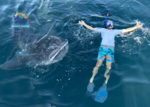 whale shark snorkeling Sumbawa