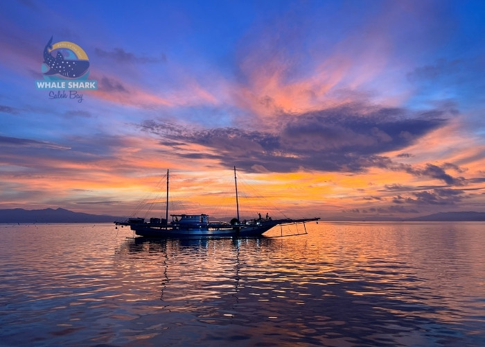 whale shark tourism activities Sumbawa