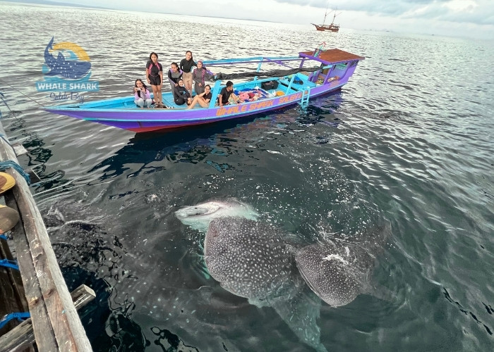 whale shark tours Sumbawa