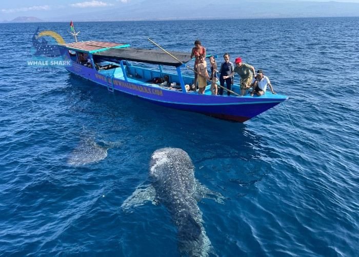 whale sharks travel Saleh Bay