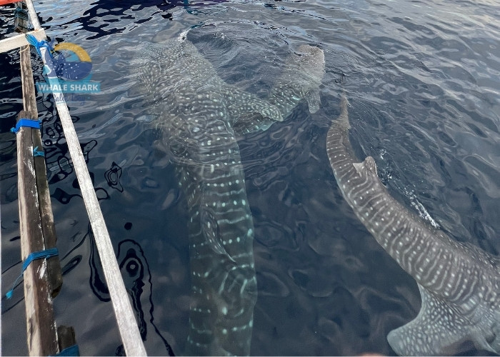 whale sharks travels Sumbawa