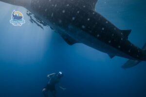 diving with whale shark