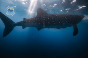 snorkeling with whale shark