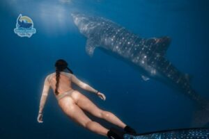 whale shark encounter