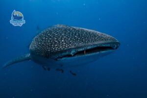whale shark in the wild
