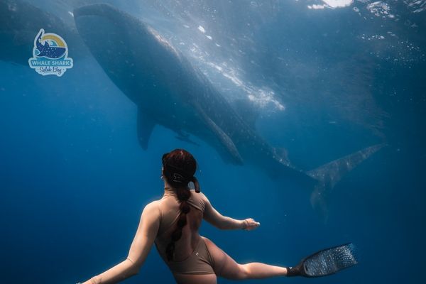 whale shark sumbawa Indonesia