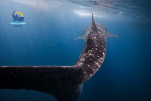 saleh bay whale shark tour