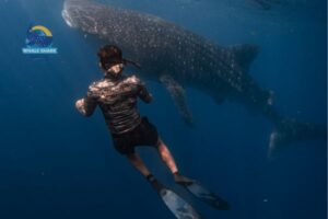 whale shark diving sumbawa