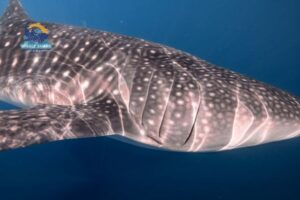 whale shark snorkeling sumbawa saleh bay