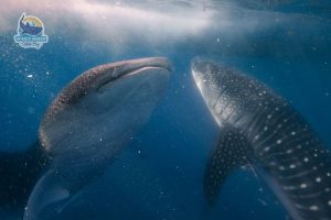 whale shark cruise trip