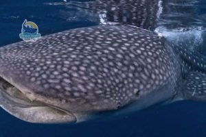 best whale shark tour