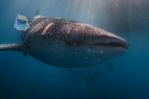 saleh bay diving package