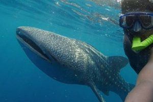 snorkel whale sharks in Indonesia