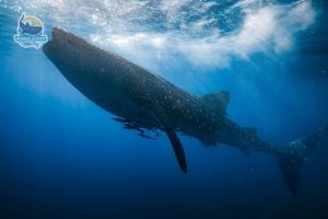 sumbawa snorkeling adventure