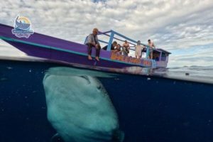 swim whale sharks tour