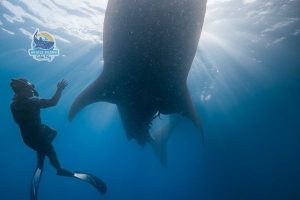 whale shark encounter indonesia