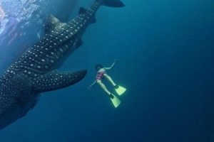 whale shark expedition indonesia