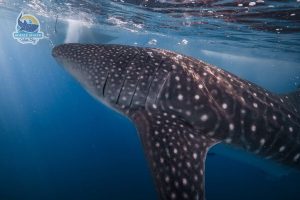 whale shark marine tour