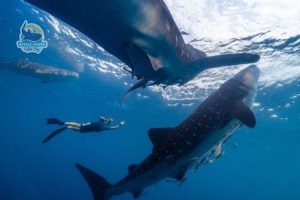 whale shark safari sumbawa