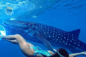 whale shark tour package