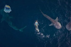 whale shark watching trip