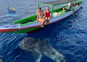 Boat Trip Whale Shark Diving