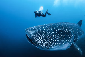 Guided Whale Shark Diving