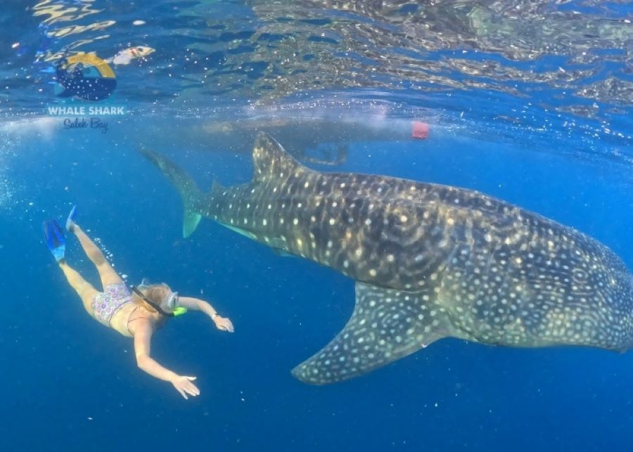 Marine Life Swimming With Whale Sharks