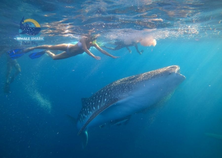 Marine Life Swimming With Whale Sharks