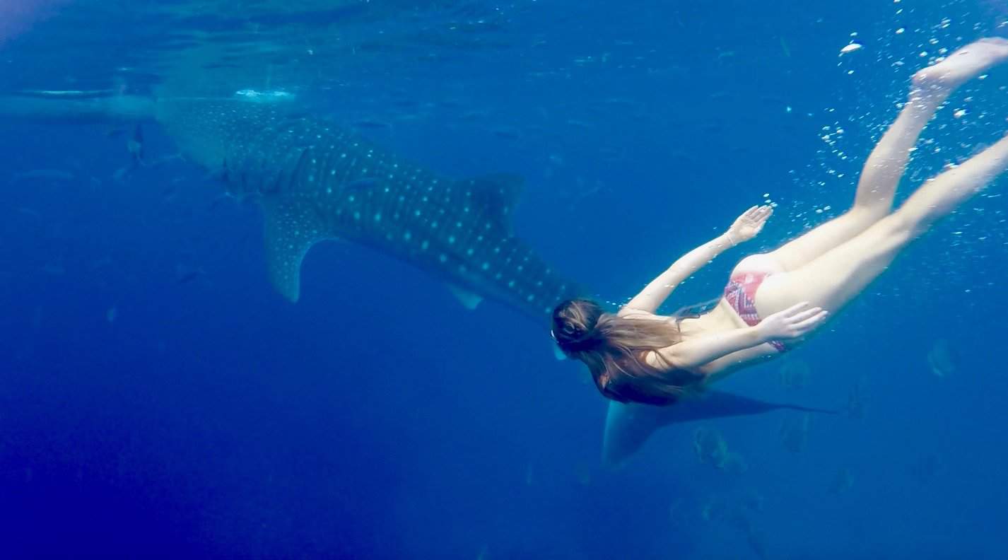 Marine Life Swimming With Whale Sharks