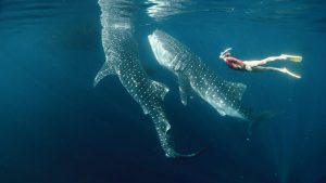 Multi Day Sumbawa Whale Shark Snorkeling