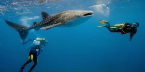 Scuba Diving Saleh Bay