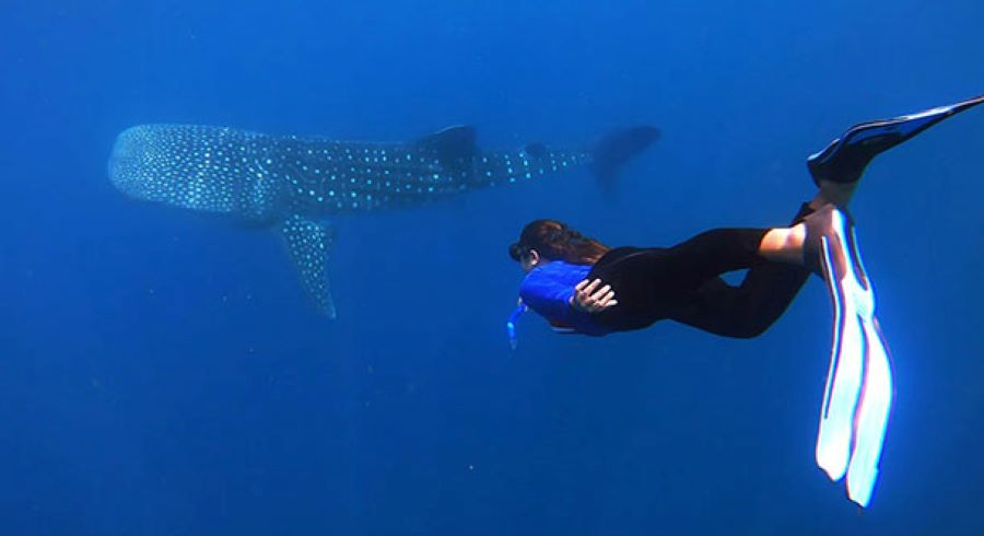 Snorkeling Trip Indonesia