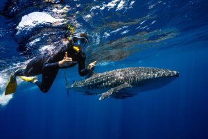 underwater whale shark trip