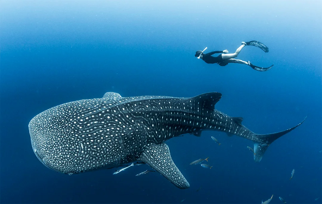 Whale Shark Guided Trip