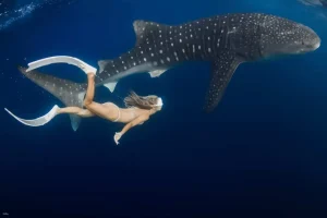 Whale Shark Holiday Package