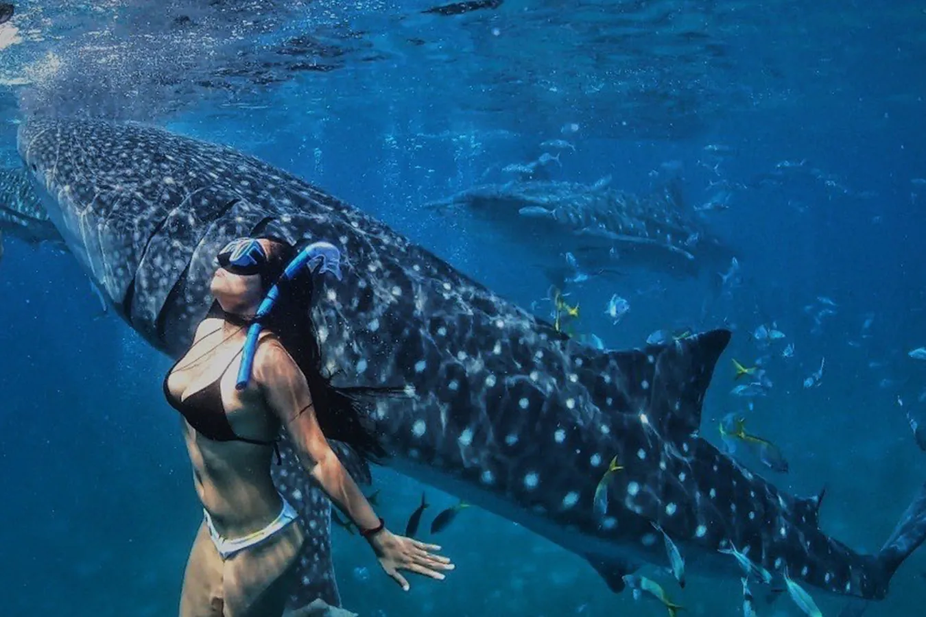 Whale Shark Sea Adventure