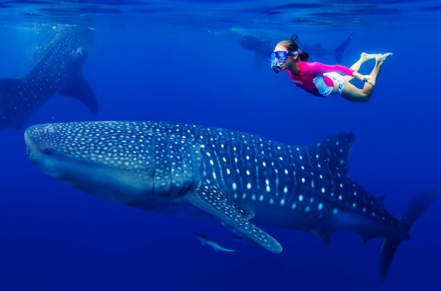 Whale Shark Swim Tour