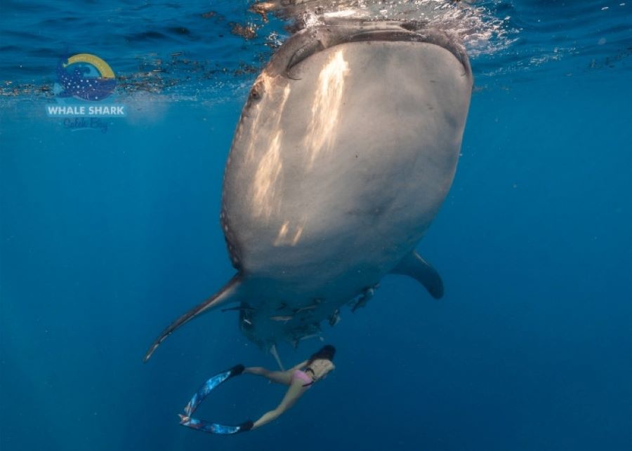 Whale Shark Swimming Safari