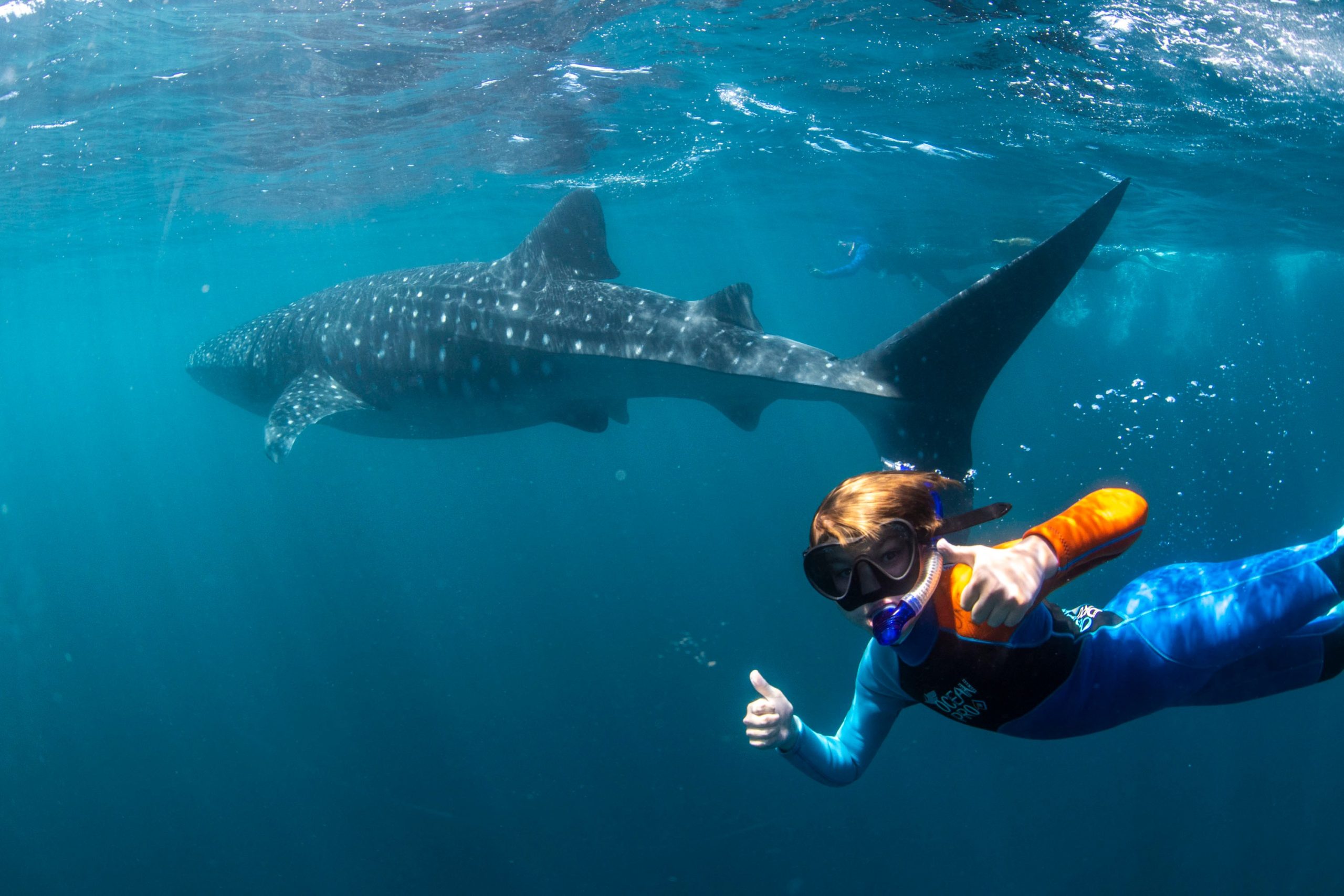 Whale Shark Swimming Safari