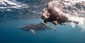 Whale Shark Tour Sumbawa Half Day