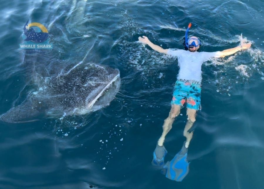 Whale Shark Trip Sumbawa