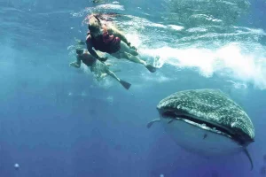 affordable whale shark experience