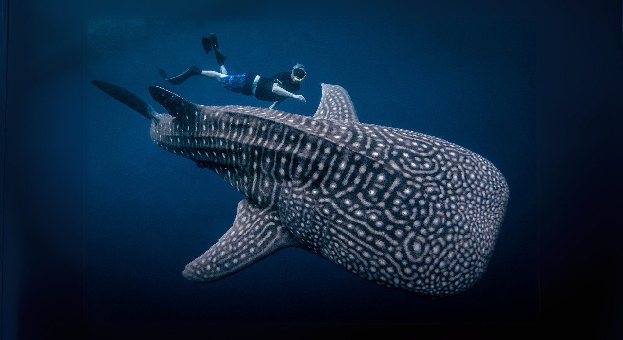 Sumbawa whale shark diving