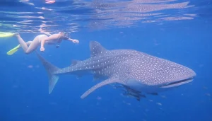 3 Day Snorkeling With Whale Sharks