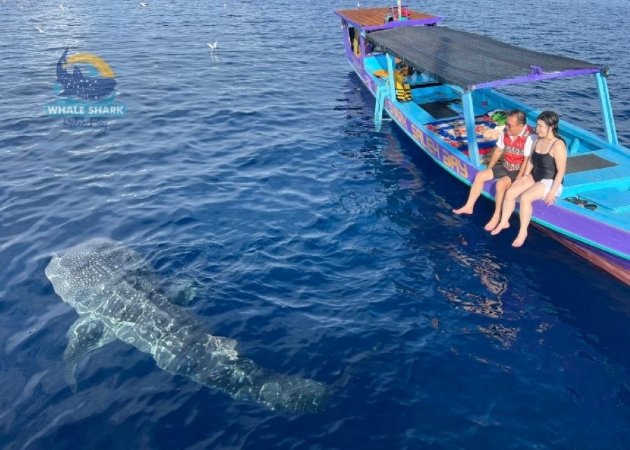 Best Time for Best Place to Swim with Whale Sharks